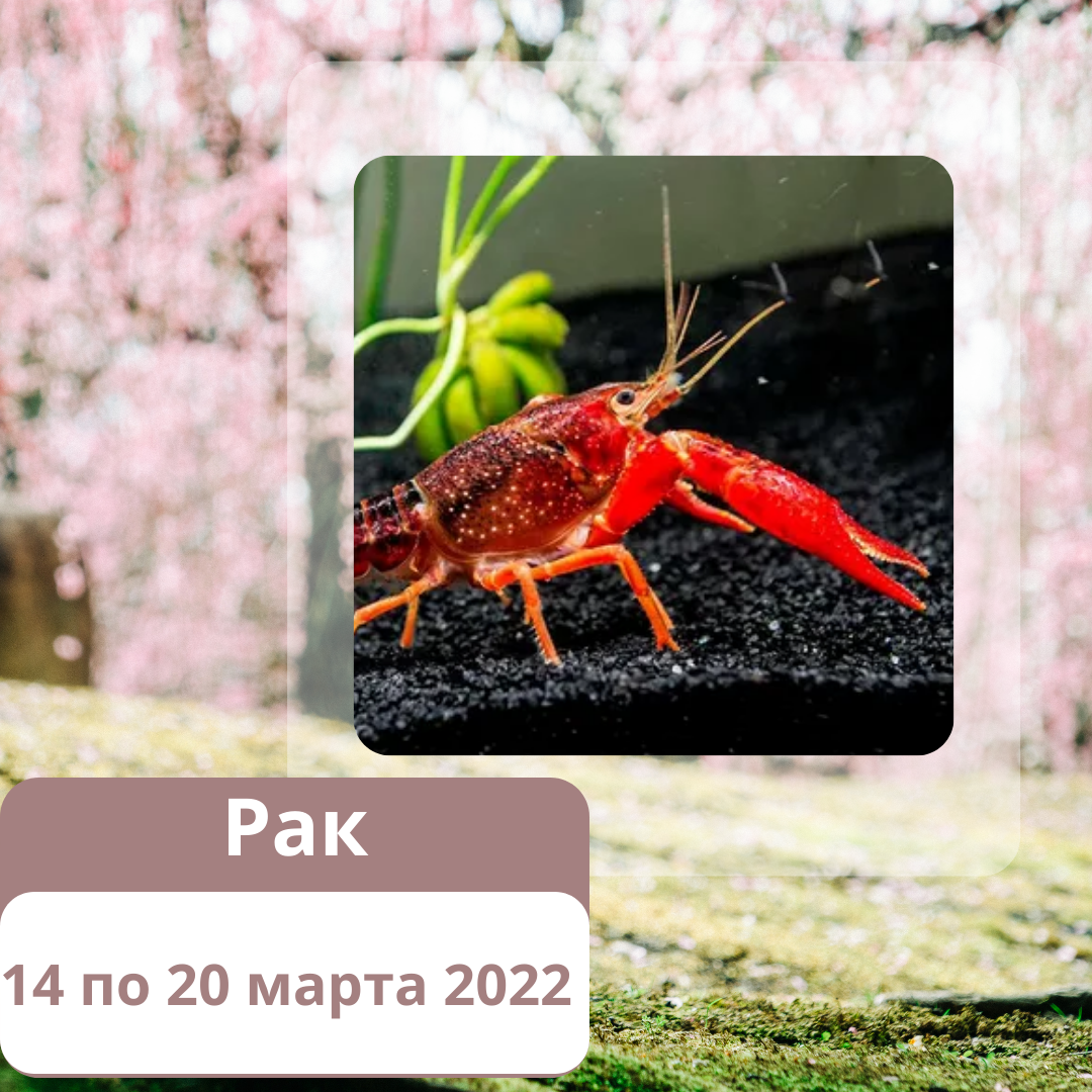 Гороскоп на неделю Рак с 14 по 20 марта 2022 года