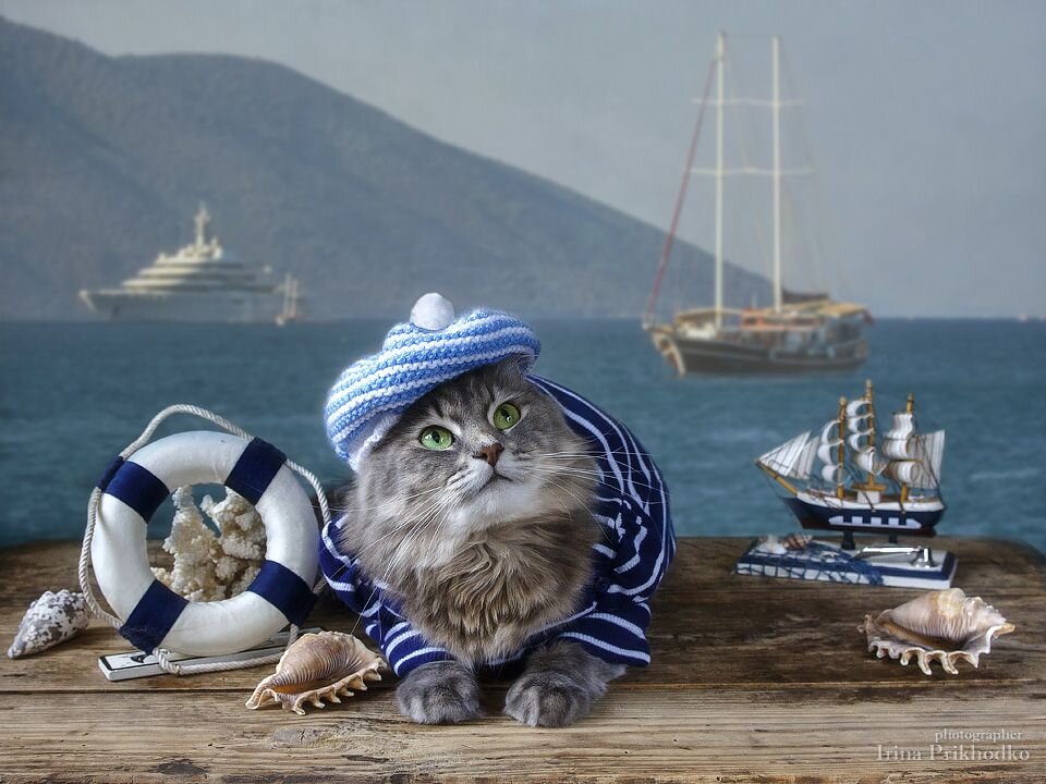 Кот в тельняшке картинки