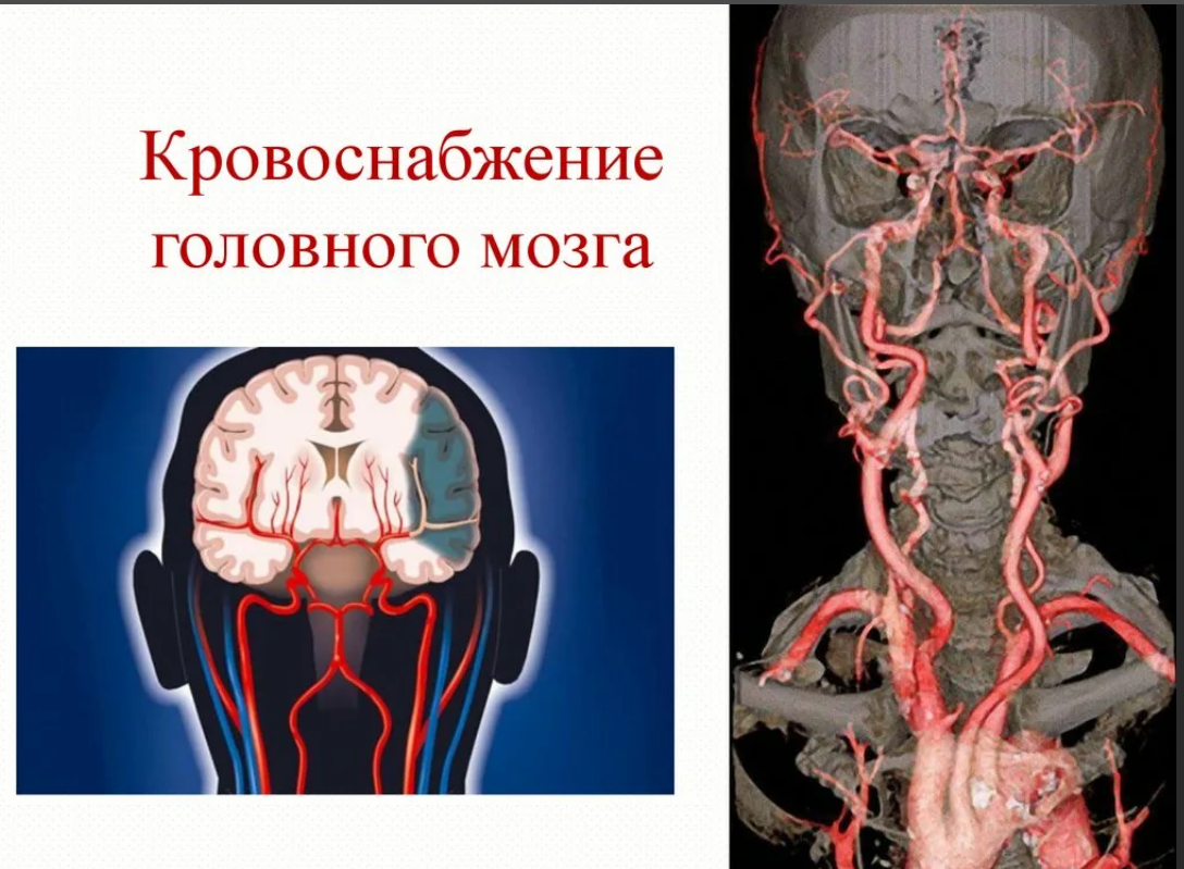 Какая артерия кровоснабжает мозг. Кровообращение мозга. Виллизиев круг.. Кровеносные сосуды головного мозга анатомия. Кровоснабжение головного м. Кровоснабжение головноготмозга.