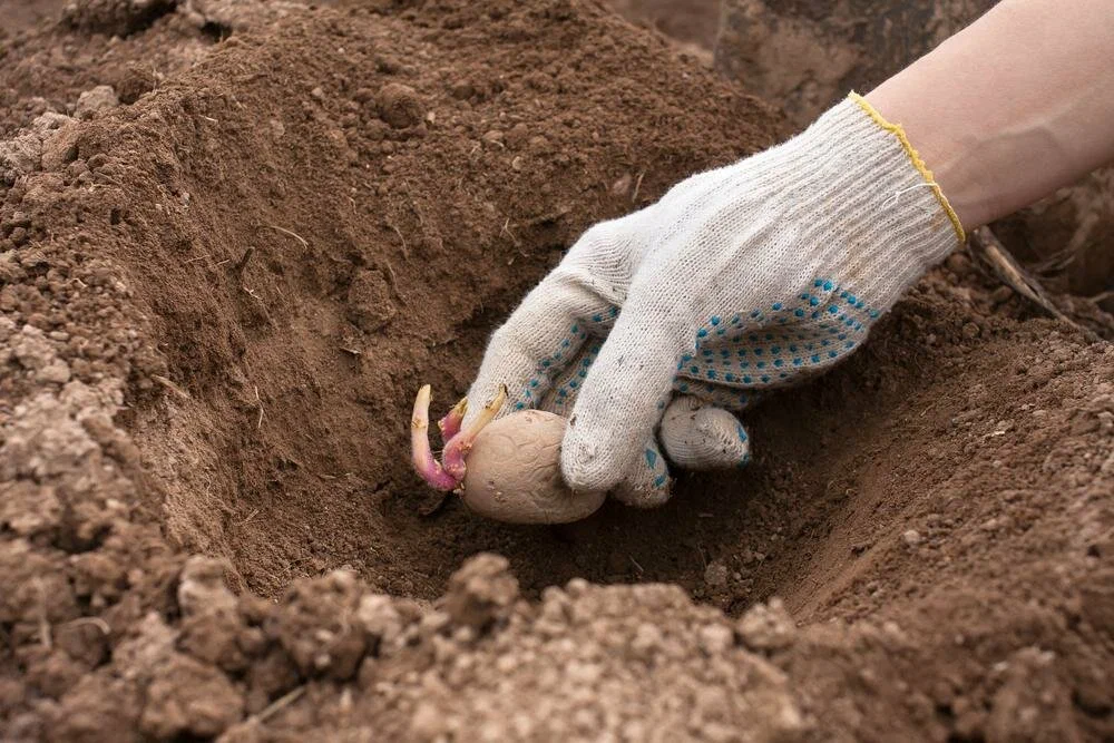 Что положить в лунку под картошку. Посадка картофеля. Лунки для картошки. Удобрения в лунки для картофеля. Посадка картофеля в лунки.