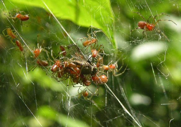 Толпа пауков разрывает мушку на кусочки, в то время как пищеварительные соки уже начали её переваривать изнутри. Дикая природа удивительна.