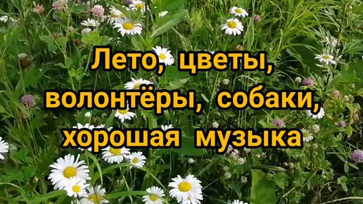 Чего у волонтёров больше всего? - Собак, природы и вдохновения!