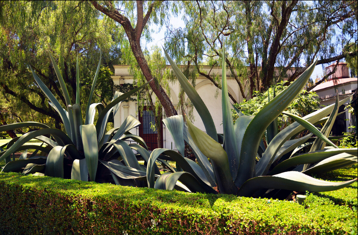 Музей Долорес Ольмедо. Фото взято в сети интернет.