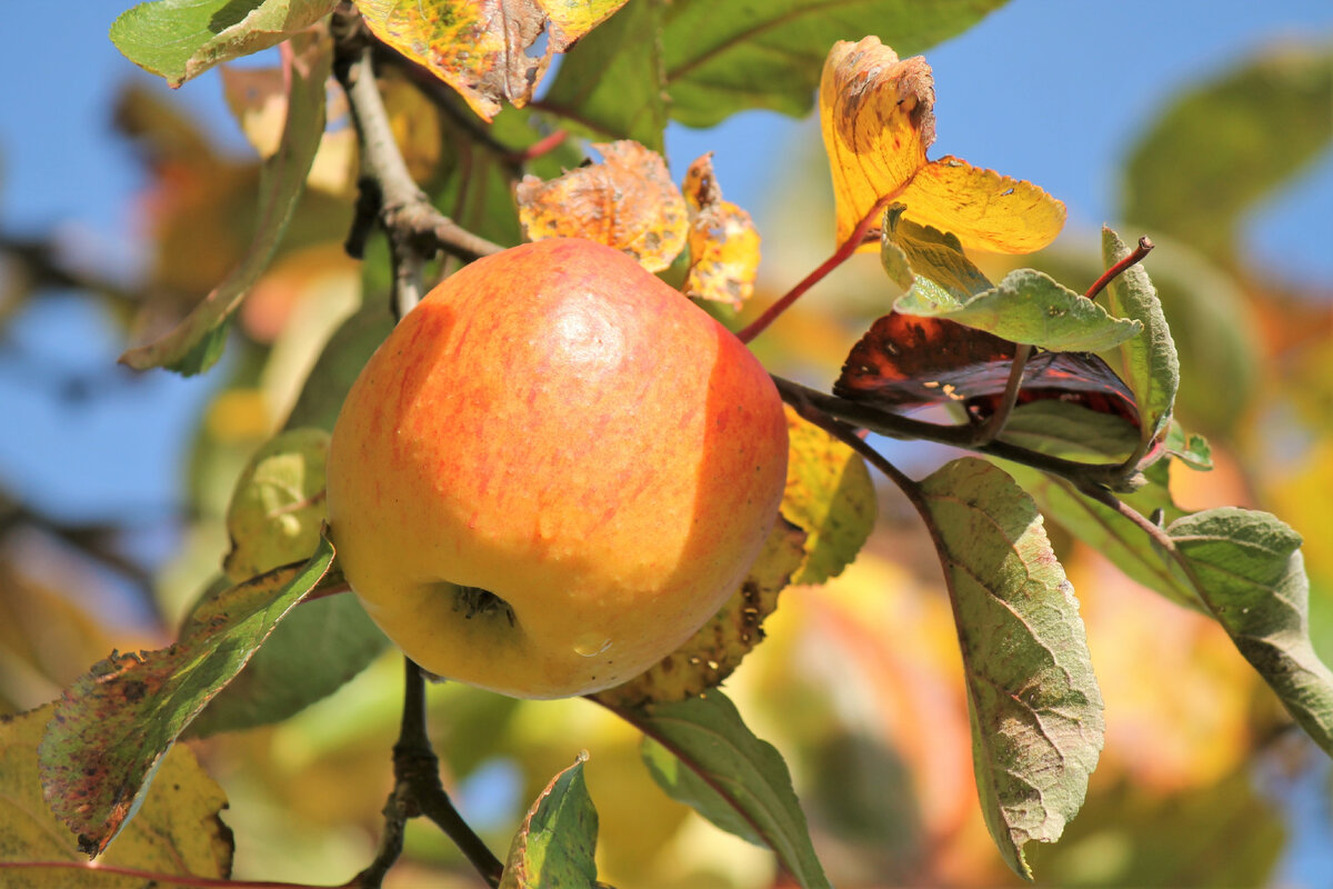 https://get.pxhere.com/photo/apple-tree-nature-branch-plant-fruit-leaf-flower-orchard-food-red-harvest-produce-autumn-flora-leaves-shrub-fruits-rose-hip-macro-photography-autumn-fruit-flowering-plant-rose-family-bitter-orange-land-plant-common-persimmon-653718.jpg