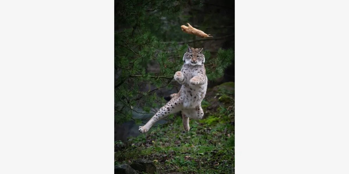 Рысь в прыжке. Фото:  krot.info