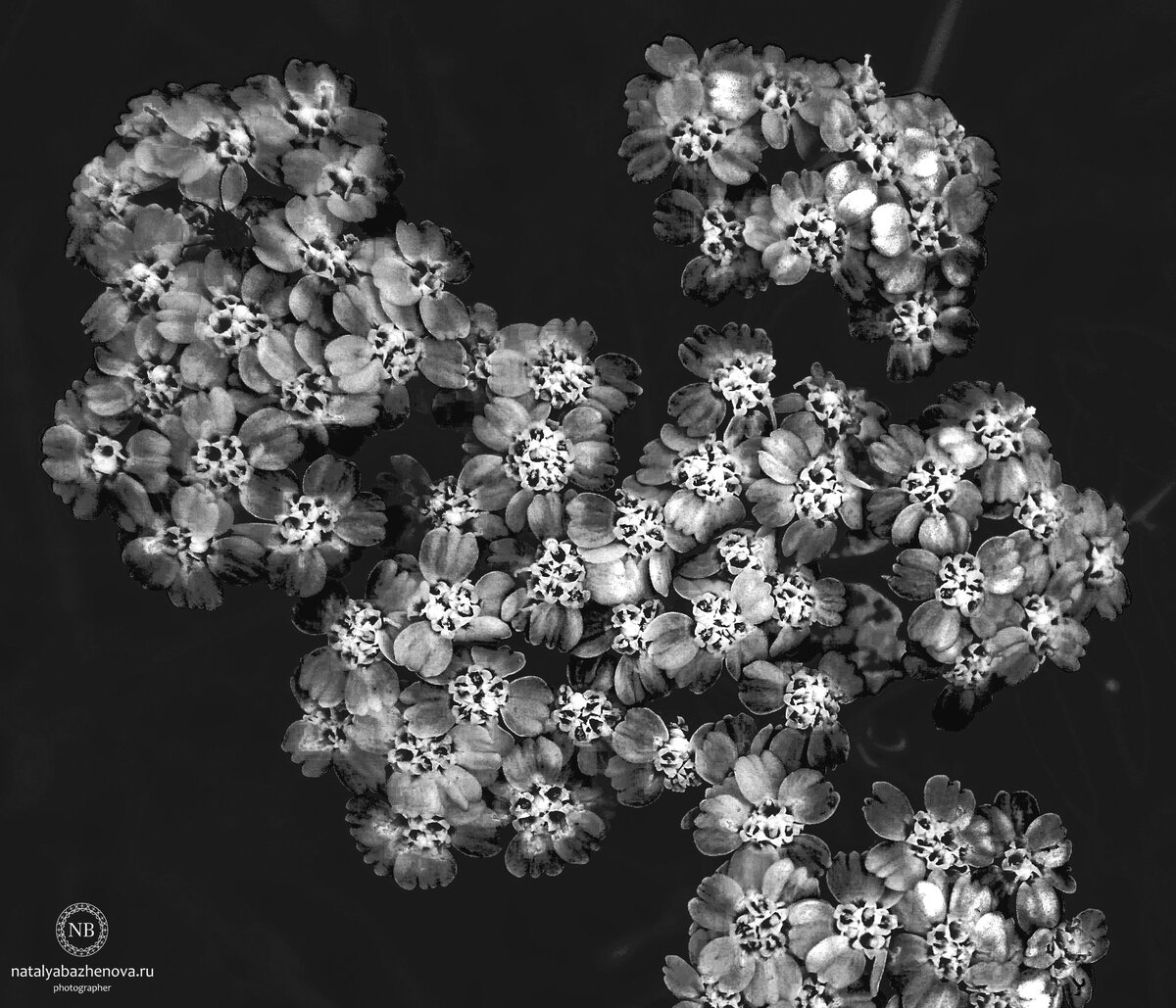 Авторская арт-фотосерия "Flowers: black & white". Фото автора. 