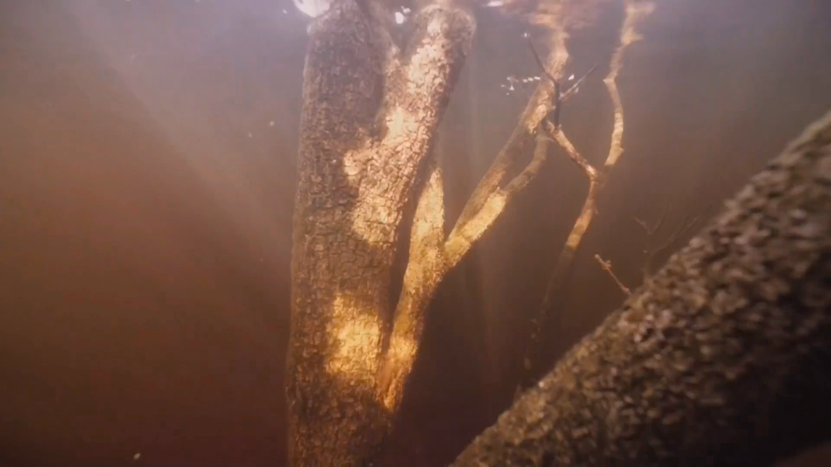 Амазонка. Затопленное дерево подводой