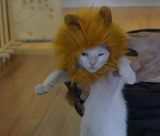 Кот с гривой