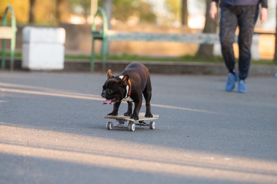    Депутат ЗакСа предложил повысить штраф за выгул собак без намордника и поводка в Петербурге до 15 тысяч рублей  ПЫХАЛОВА Юлия (архив)