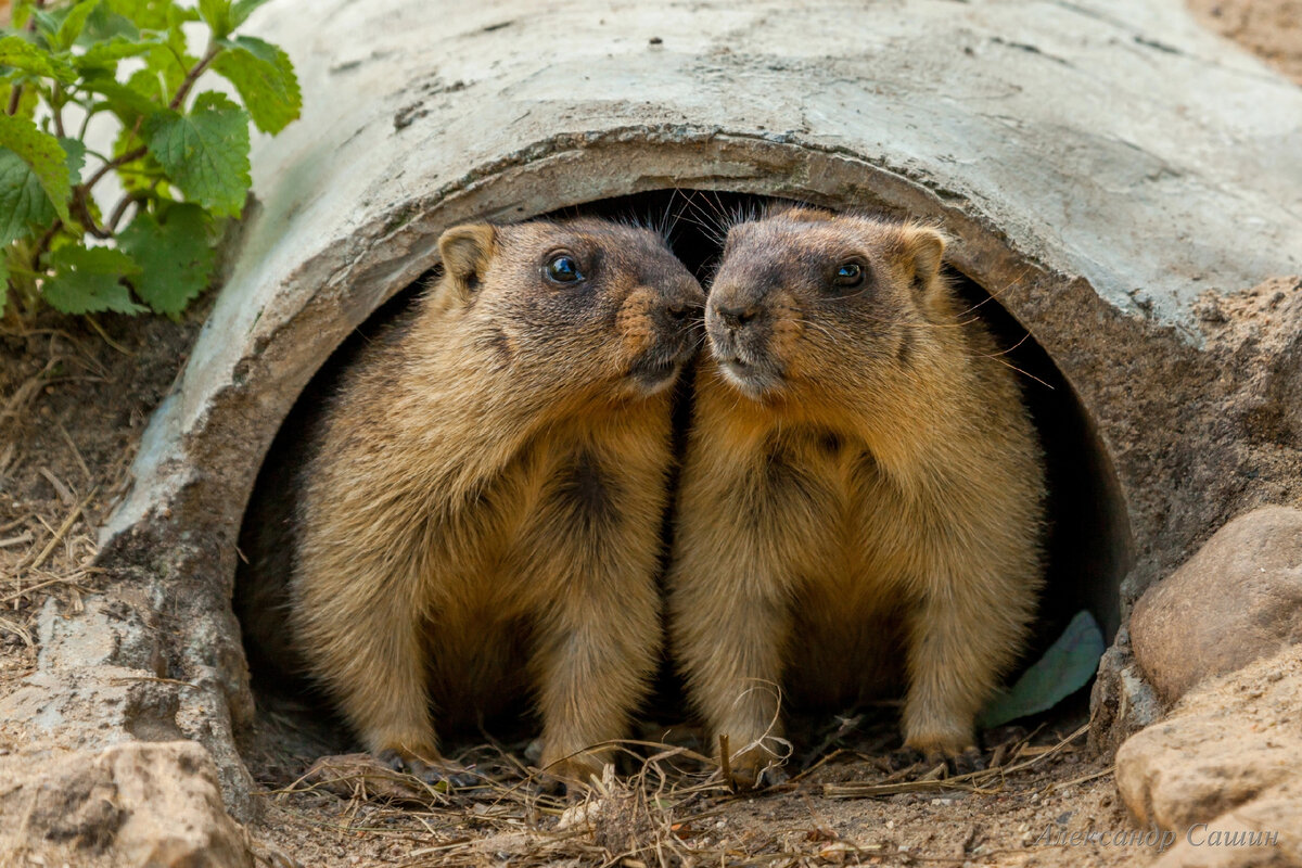 Парочка года