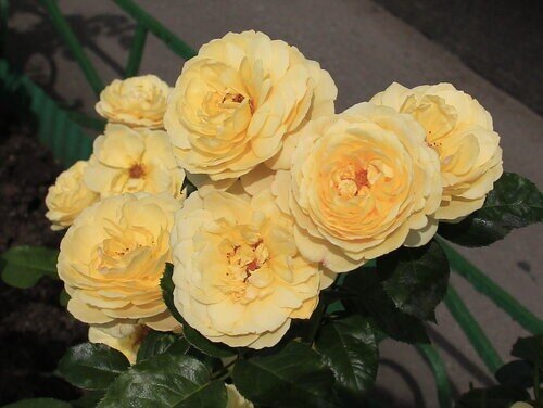 Розы Gene Tierney. Источник: yandex.ru
