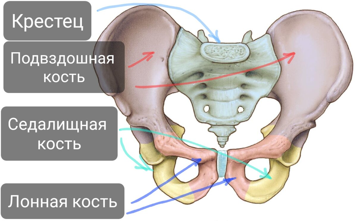 Постановка крестца. Кости таза анатомия подвздошная кость. Лонная кость строение анатомия. Лонная кость таза. Ветви лобковой кости.