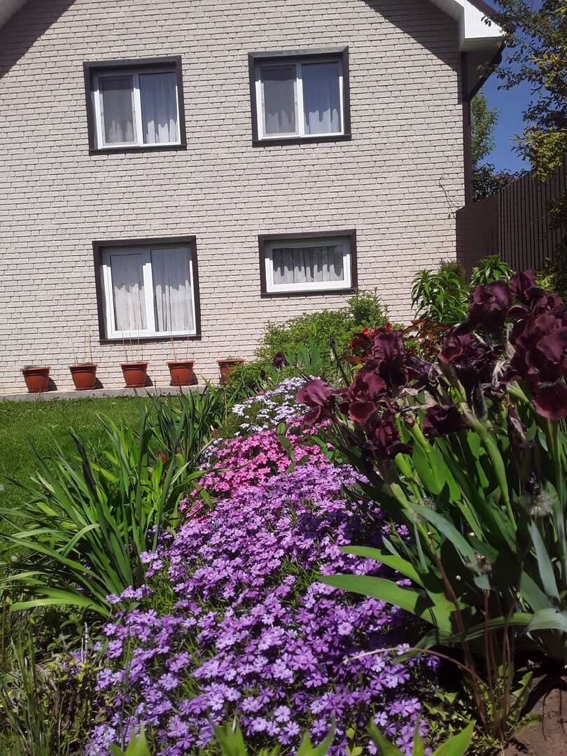 Флоксы шиловидные