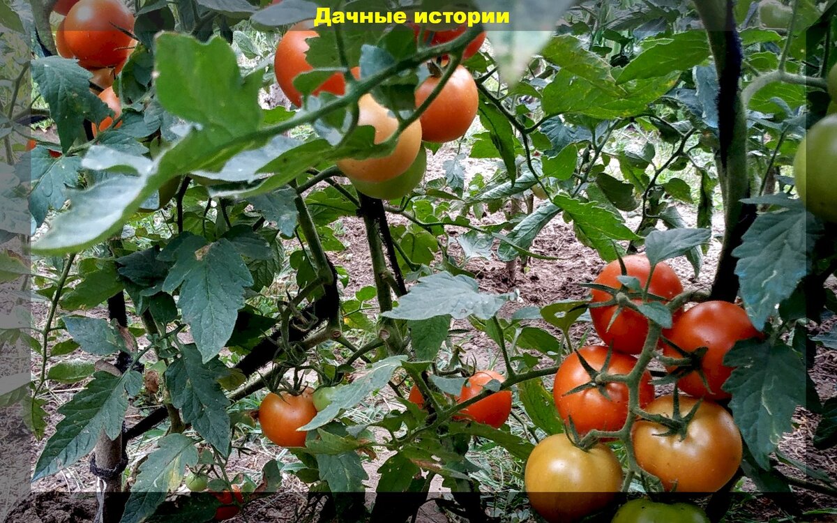 https://vk.com/photo-159774511_457244119