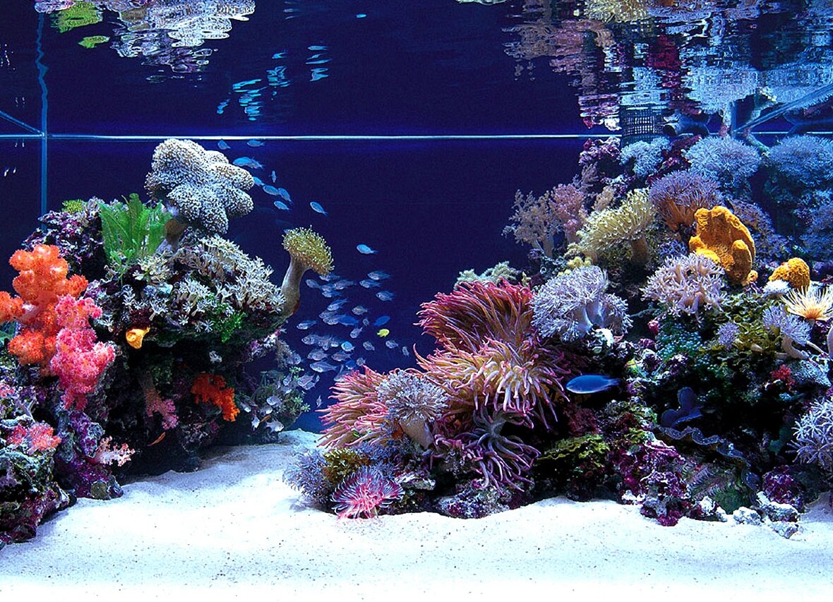 Аквариум - это не только рыбки, а целый биоценоз