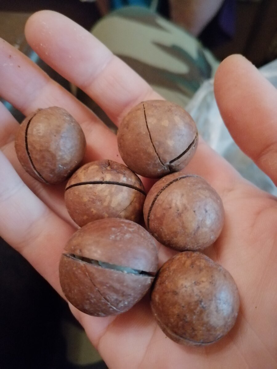 Знакомьтесь, макадамия