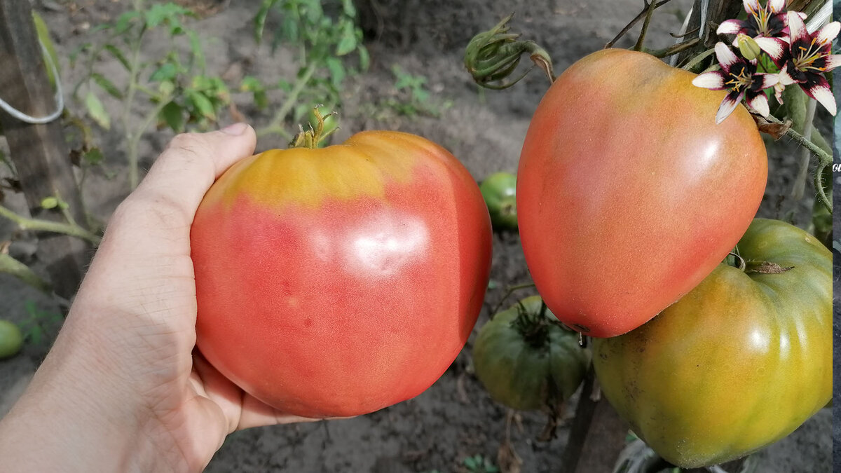 Сорт томата "Цифомандра от Сибирского сада