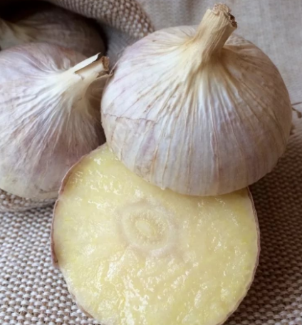 ВТОРОЙ ГОД- ОДНОЗУБКИ.