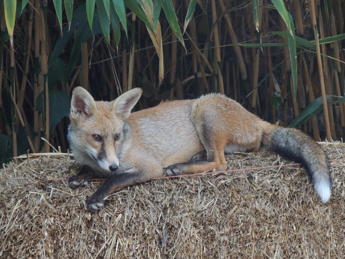Фото: Марк Мейсон Гарднер