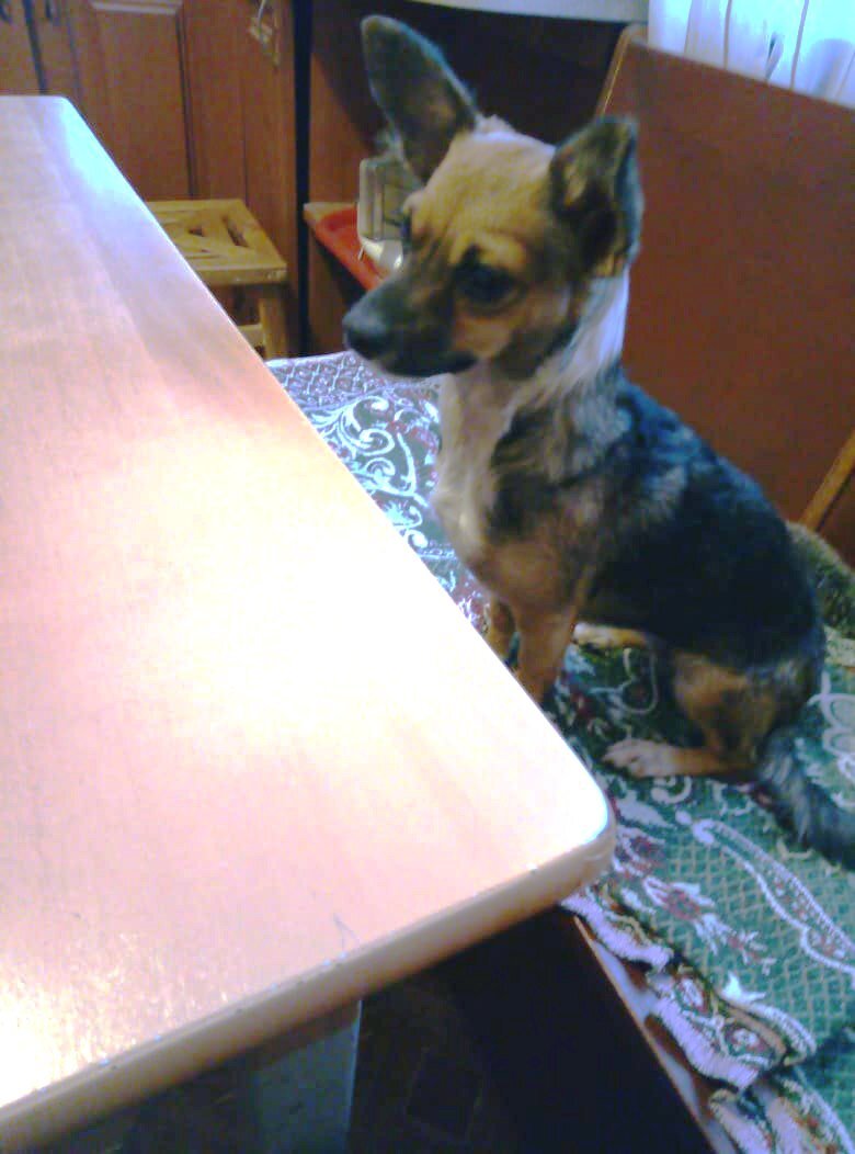 сейчас вкусняшку принесут