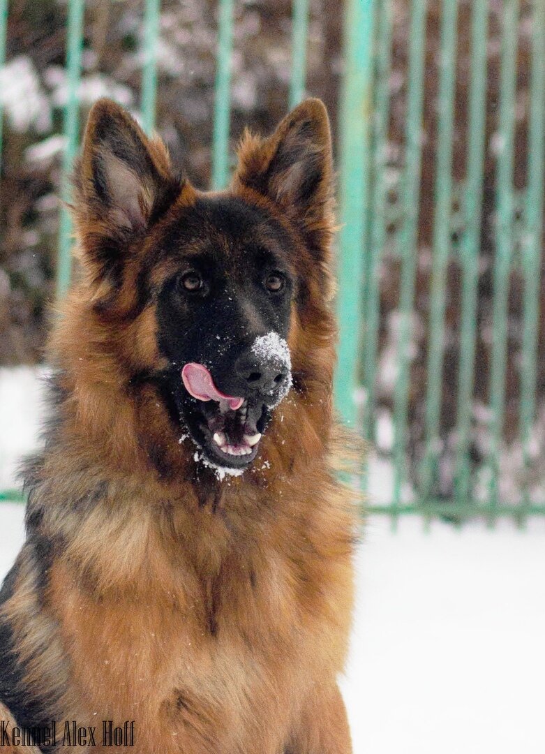 Фото любезно предоставлено питомником Alex Hoff