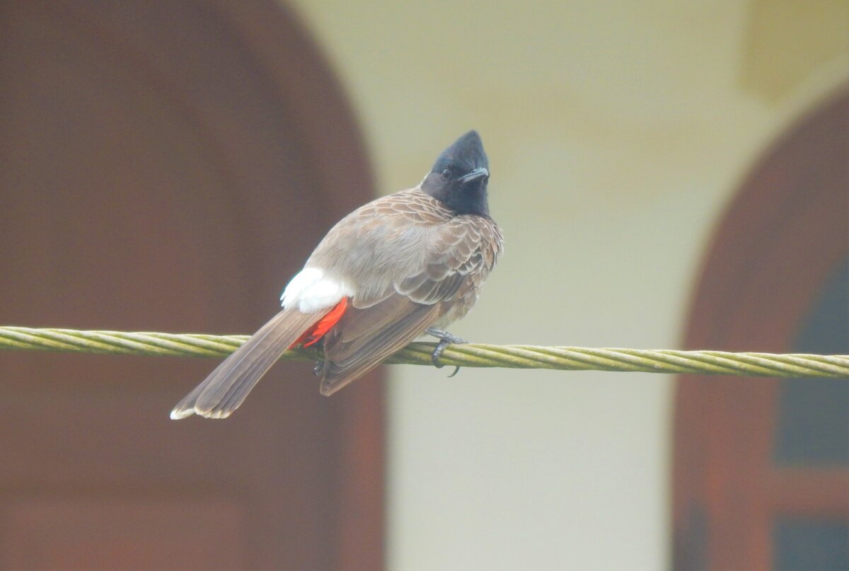 Розовобрюхий настоящий бюльбюль приземлился напротив нашего дома (фото автора)