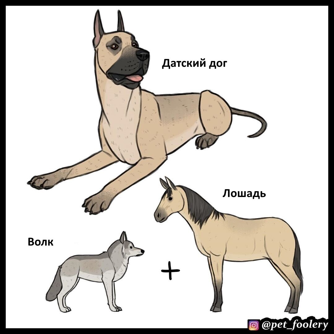 Происхождение собаки от волка