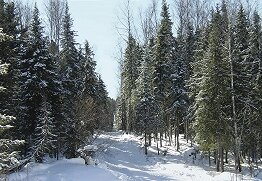 Сибирская тайга.