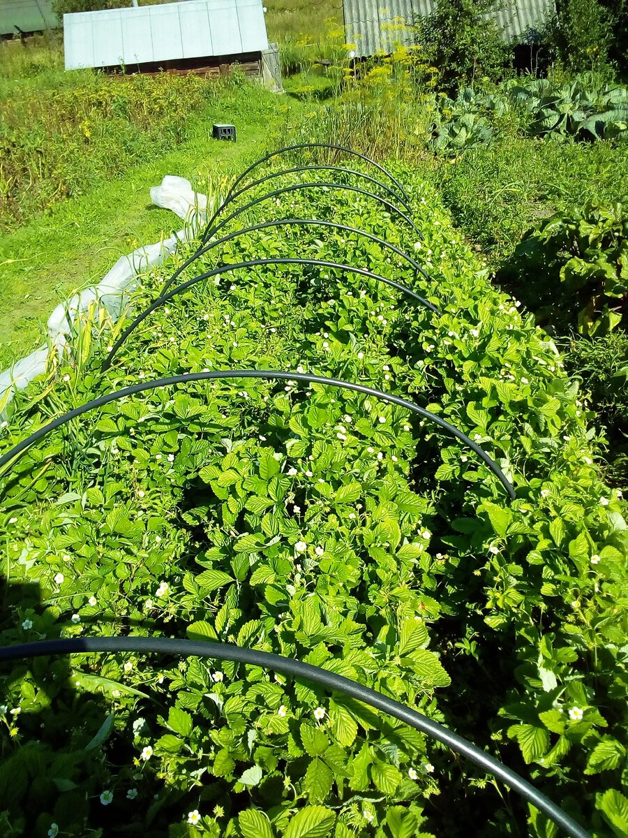 грядка земляники