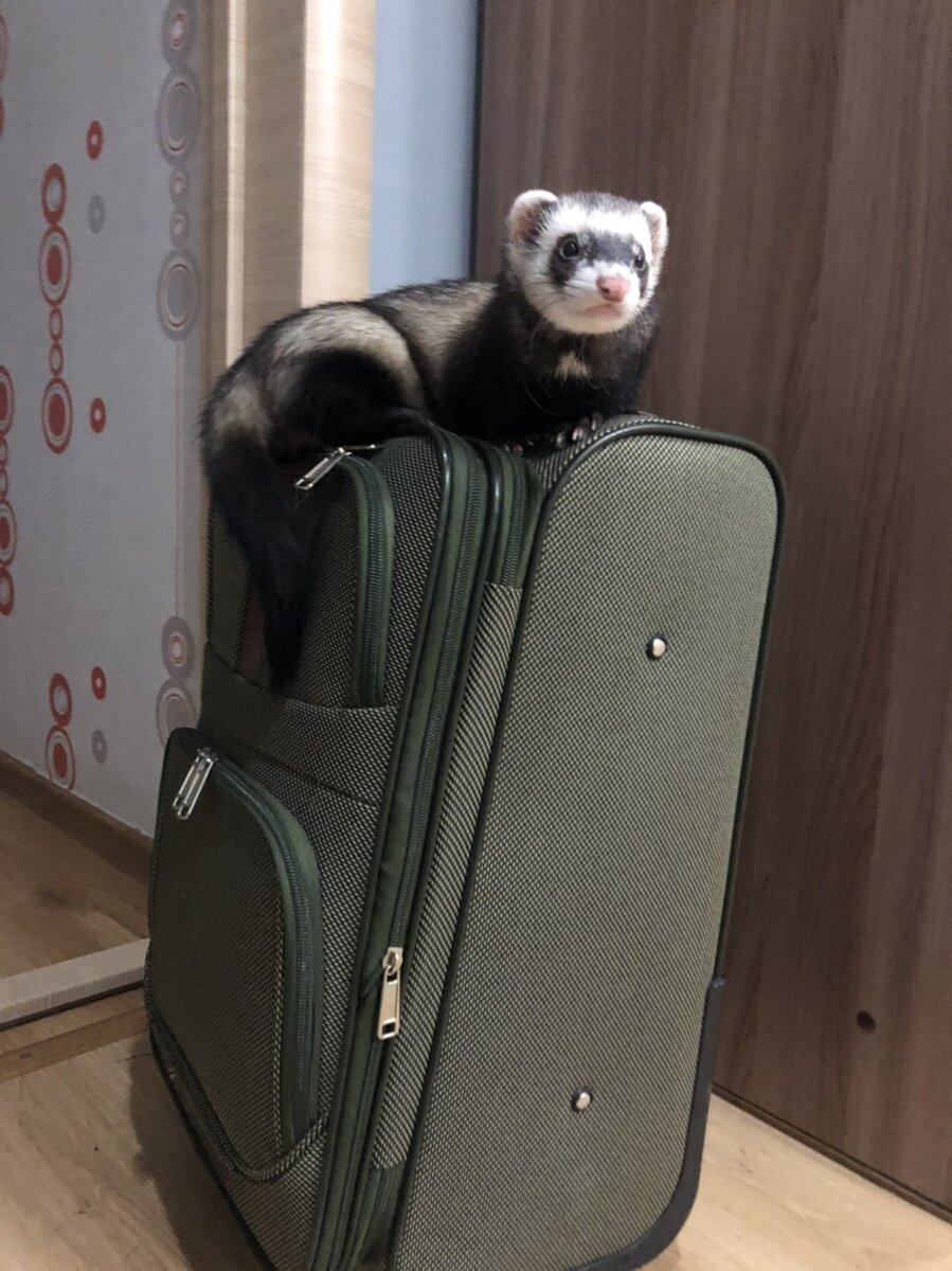 Фото из личного архива волонтёра приюта 38 хорьков Денисенко Ирины