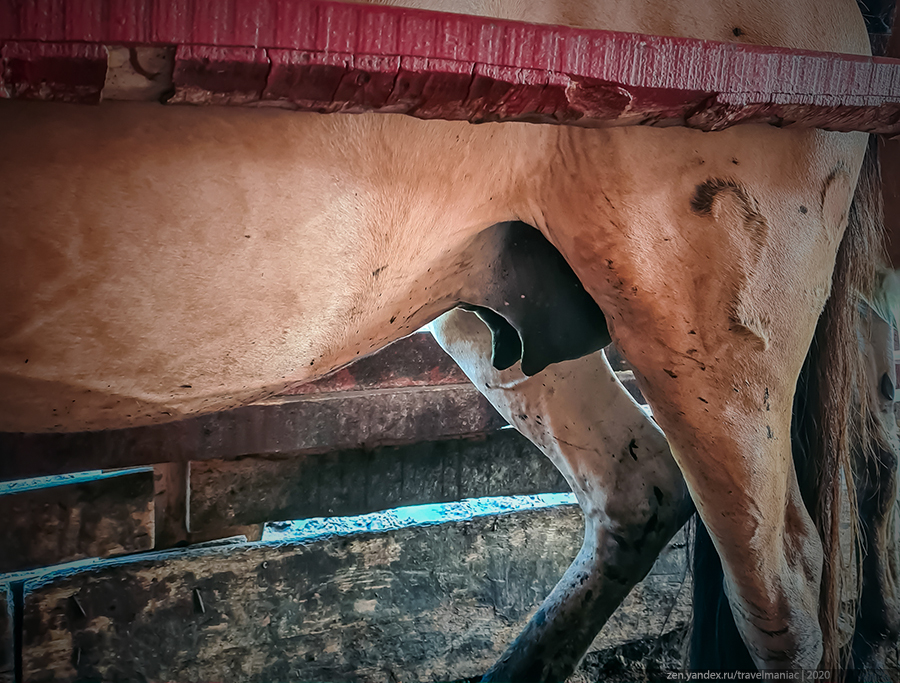 Женщина доит корову - Нико Пиросмани - grantafl.ru | Живопись с коровой, Корова в искусстве, Коровы