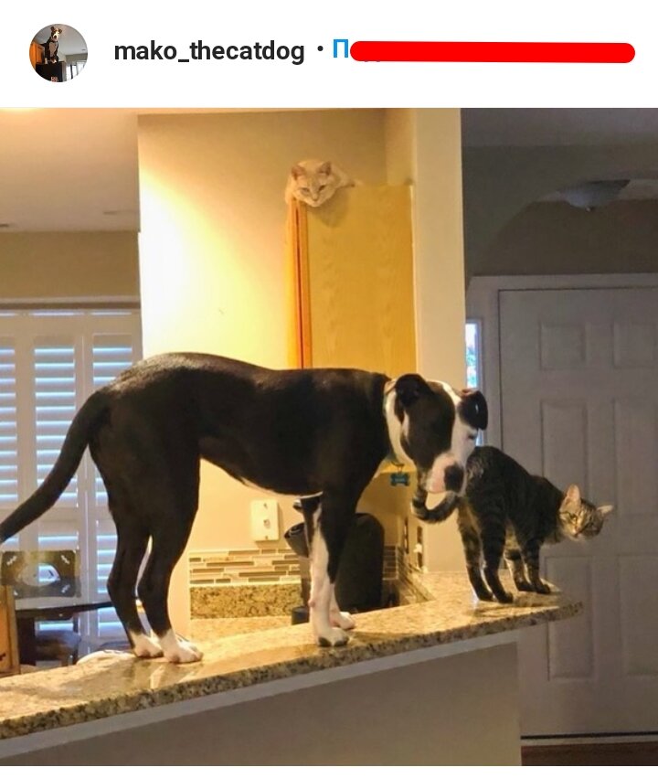 Image: mako_thecatdog/Instagram