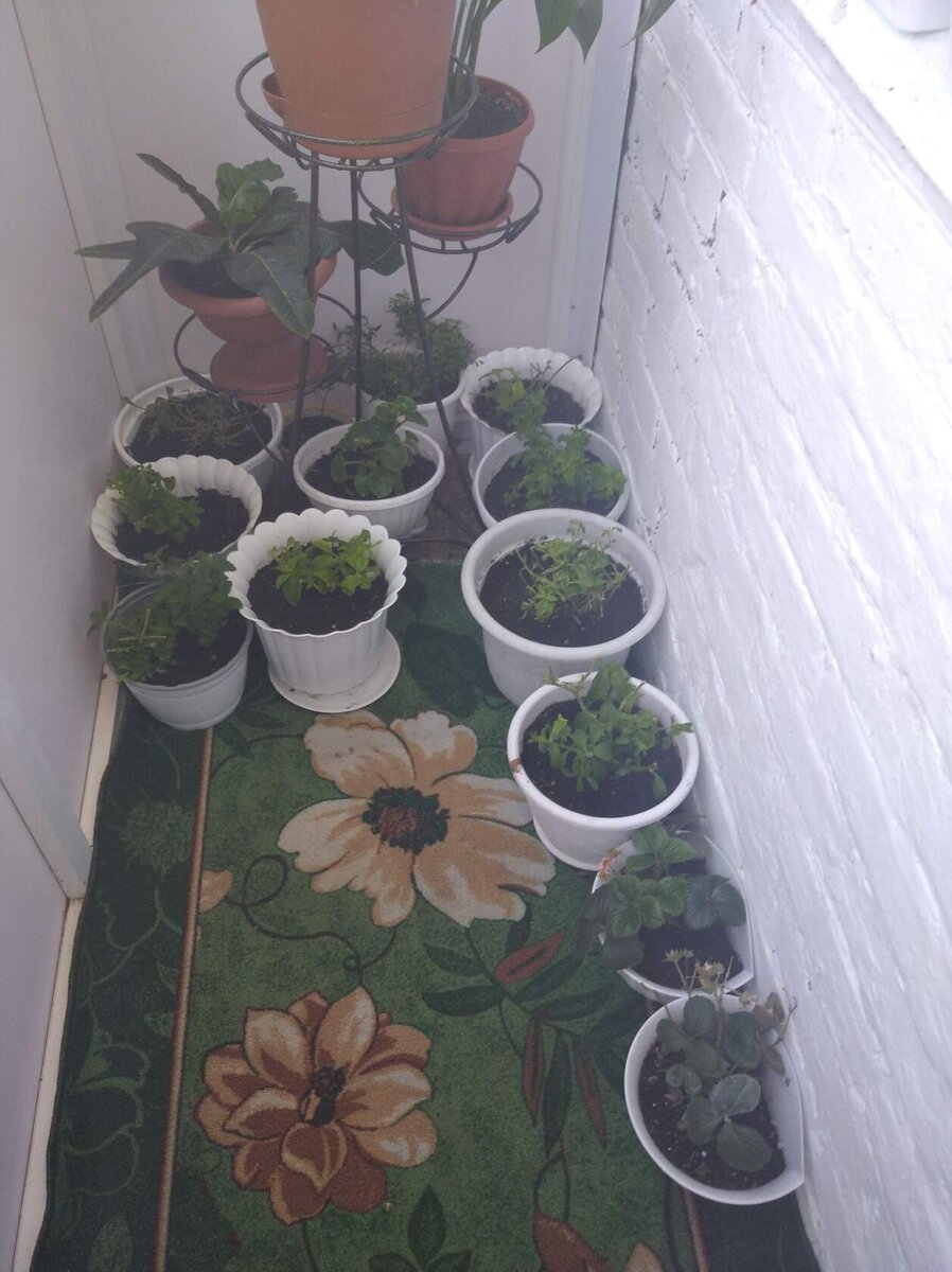 стою, плачу ад своими кашпо... думаю, дура- ты дура... зачем?