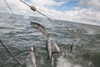 Предоставлено: Getty Images. 