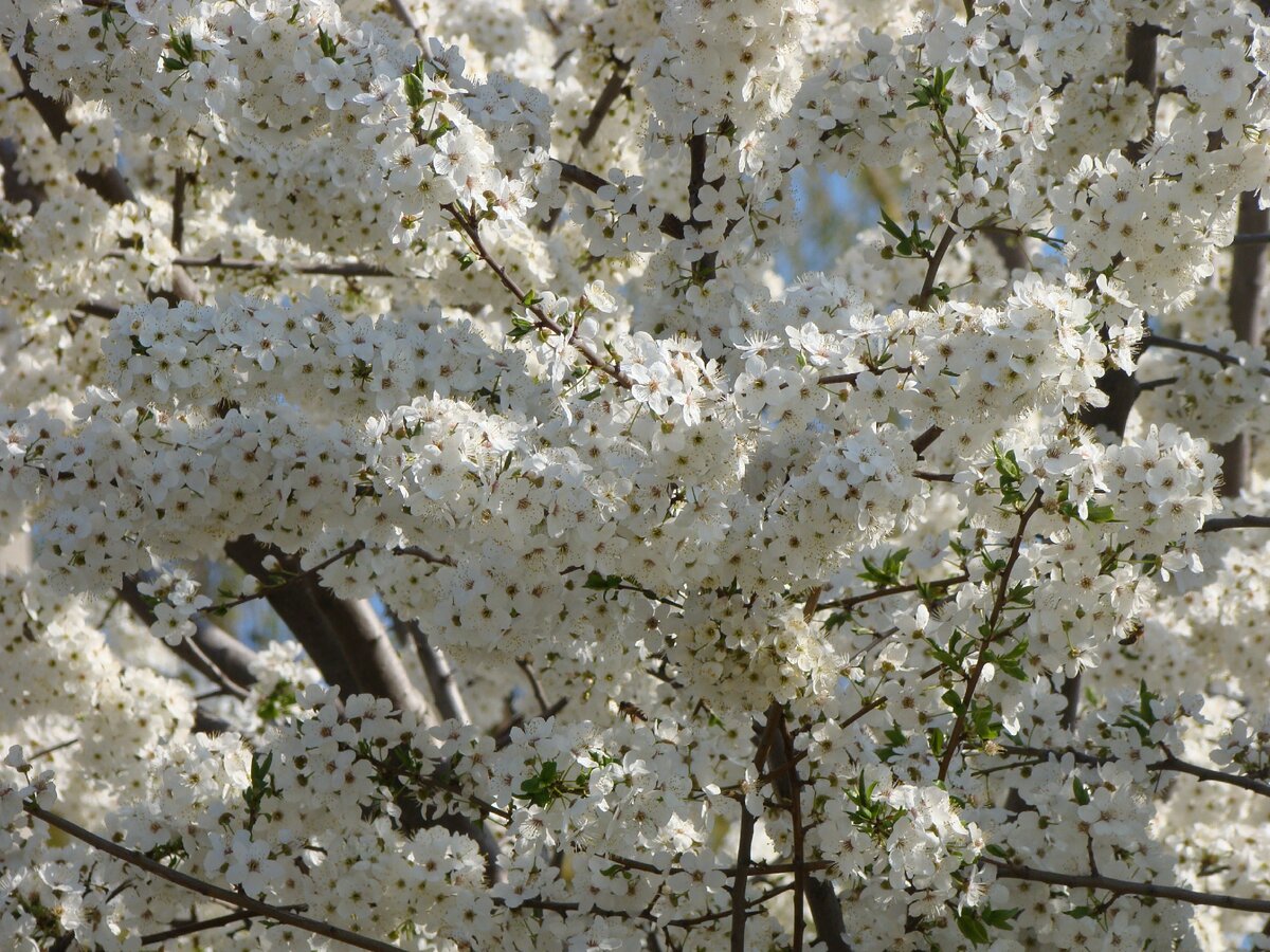 Вначале весна и цветы, затем лето и плоды, а далее осень... Между осенью и зимой.