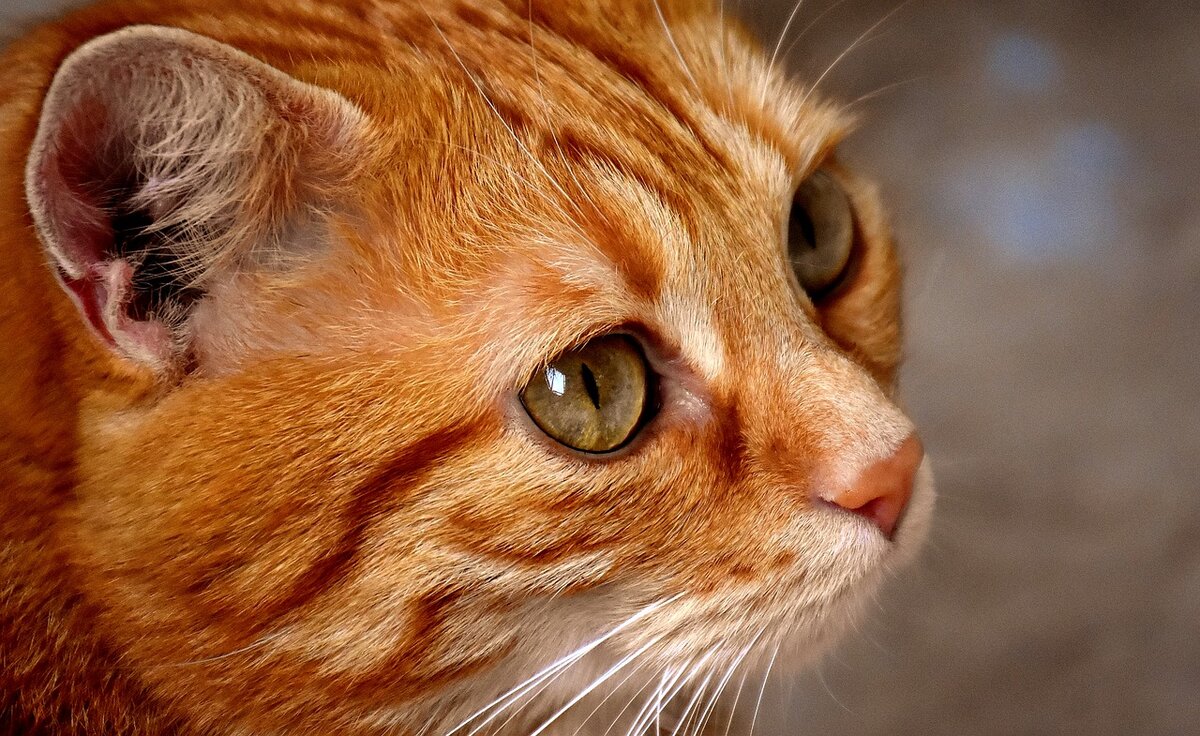 Фото из открытого источника Pixabay.com