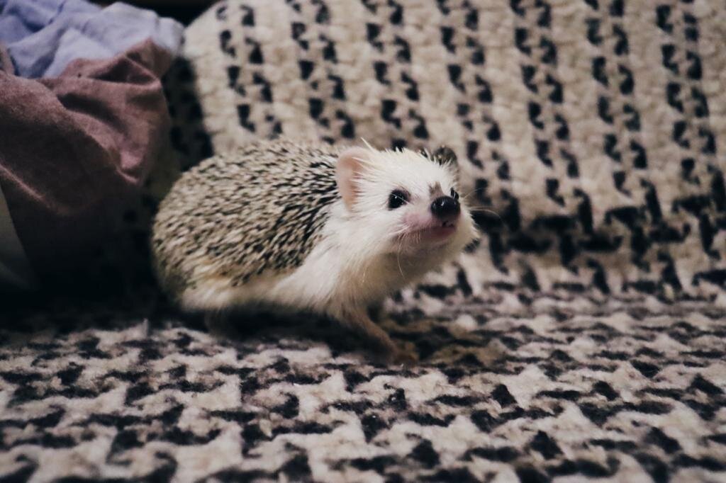 Африканский карликовый ёж - искусственно выведенный вид и не встречается в дикой природе. Именно поэтому содержание карликового ежа сильно отличается от ухода за всеми другими известными разновидностями ежей.