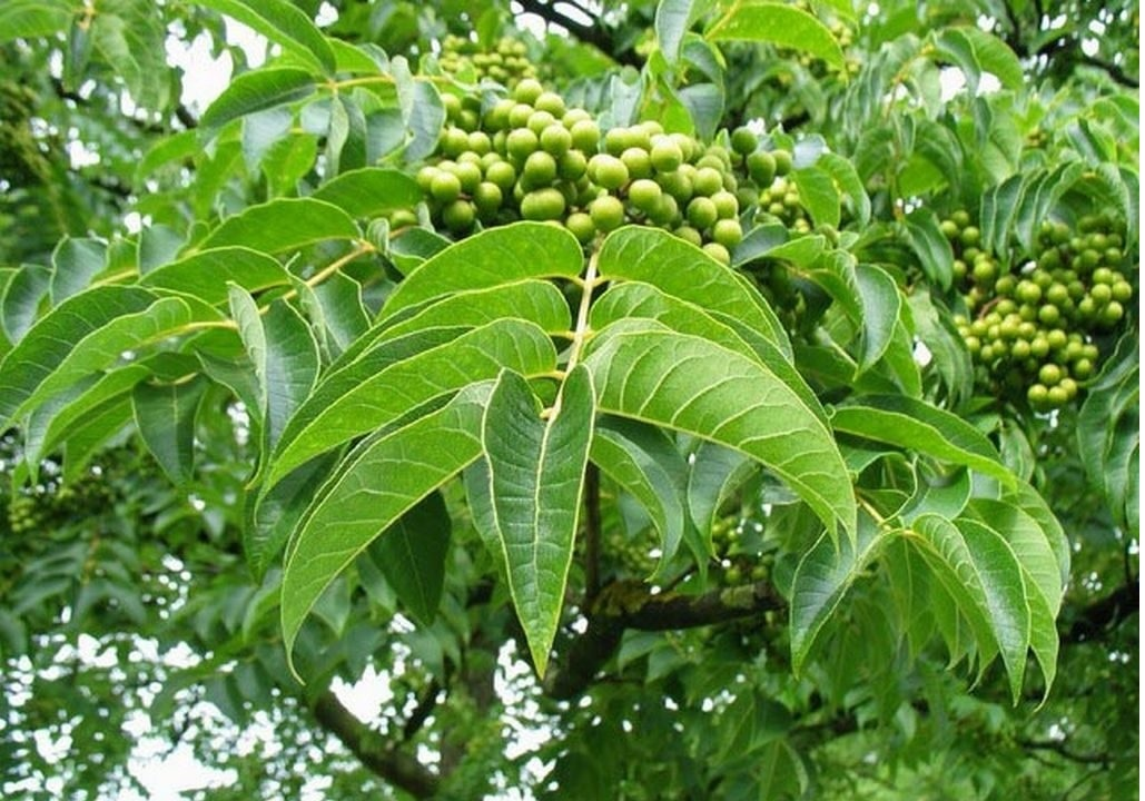 Бархат амурский