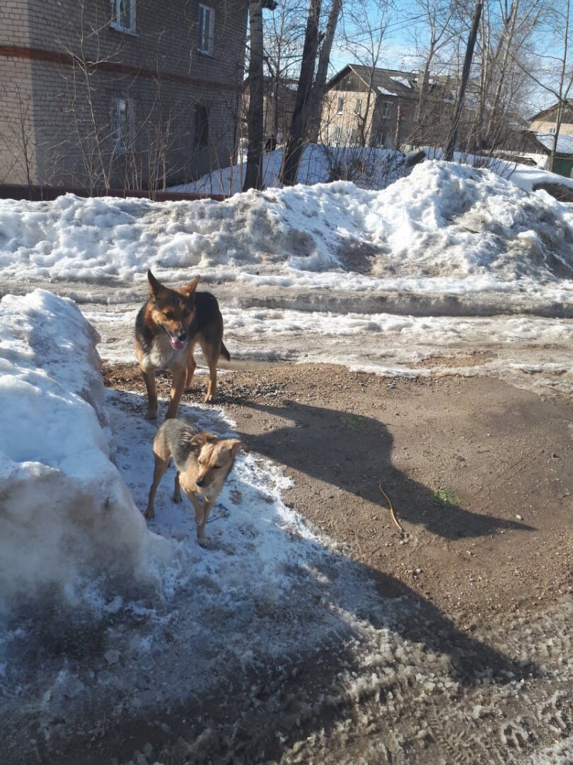 А у нее течка и гонялись за ней по улице огромные кобели