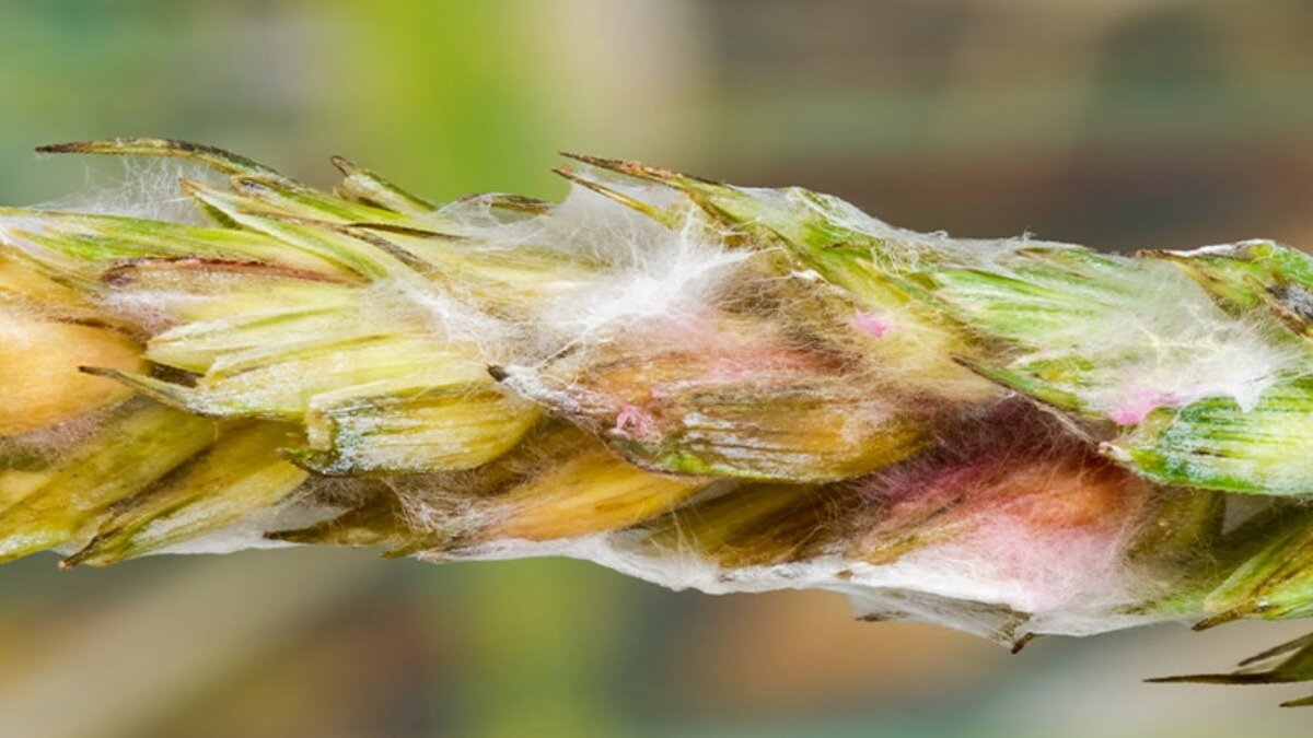 Фузариоз. Грибы рода фузариум. Фузариум споротрихиелла. Fusarium oxysporum на растениях. Fusarium sporotrichioides зерно.