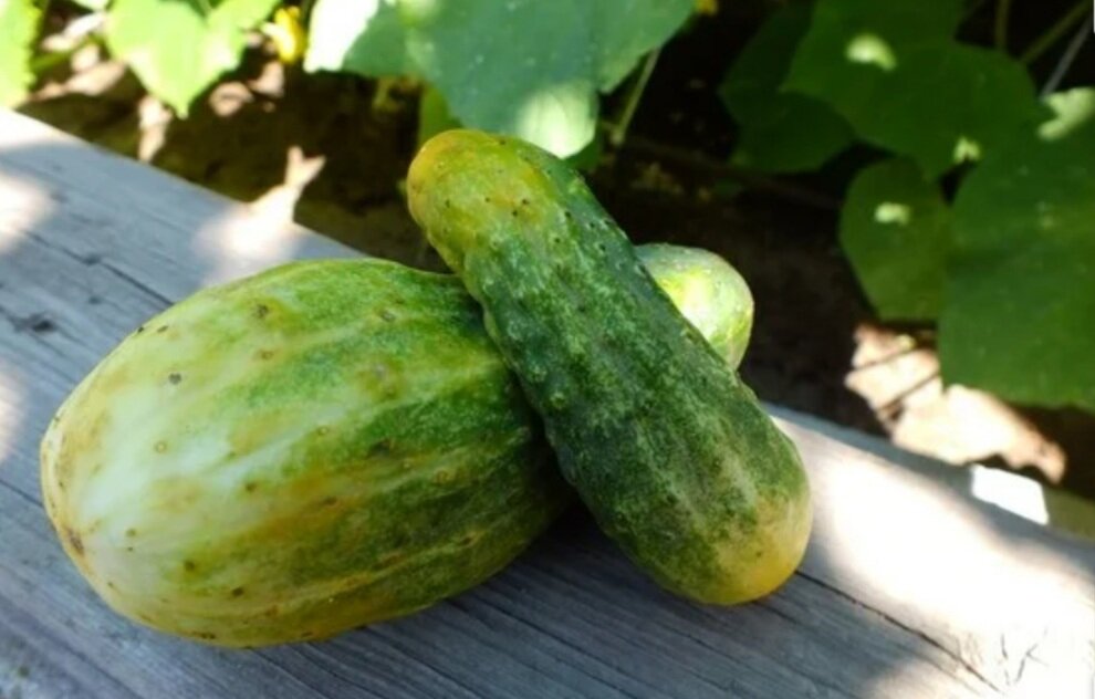 Что можно сделать с желтыми огурцами. Огурец аллигатор. Что можно сделать с желтыми огурцами. Желтеющие плоды огурцов. Огурцы пожелтели.