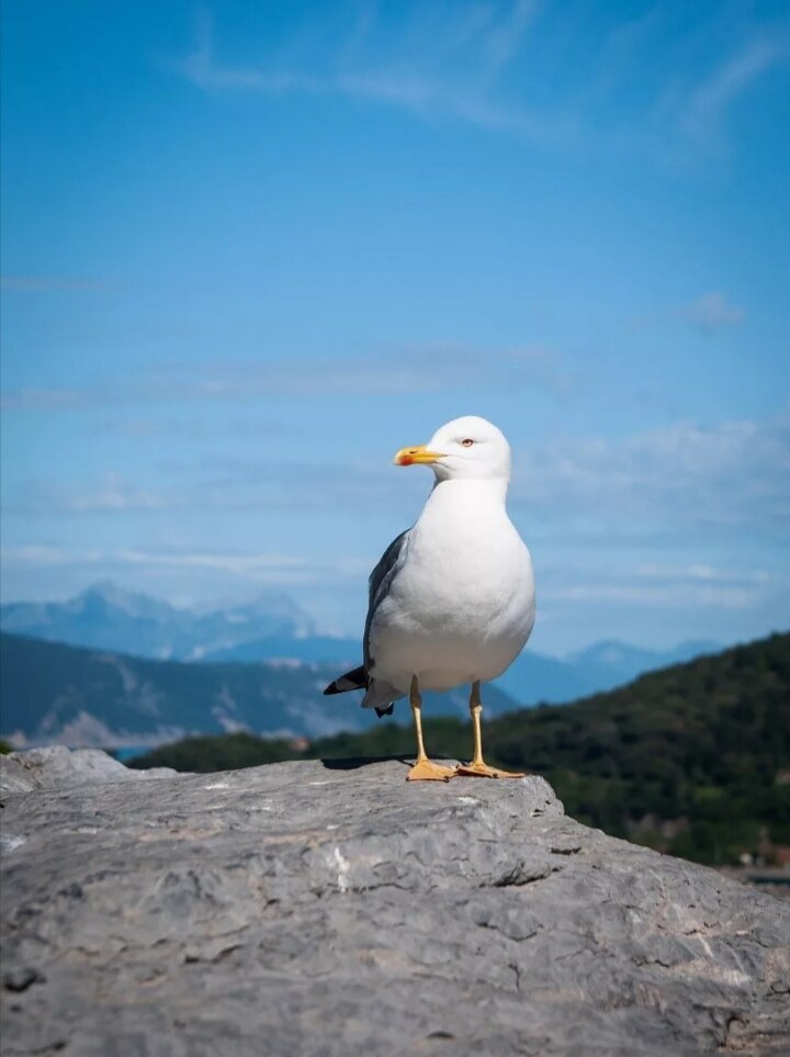 Альбатрос