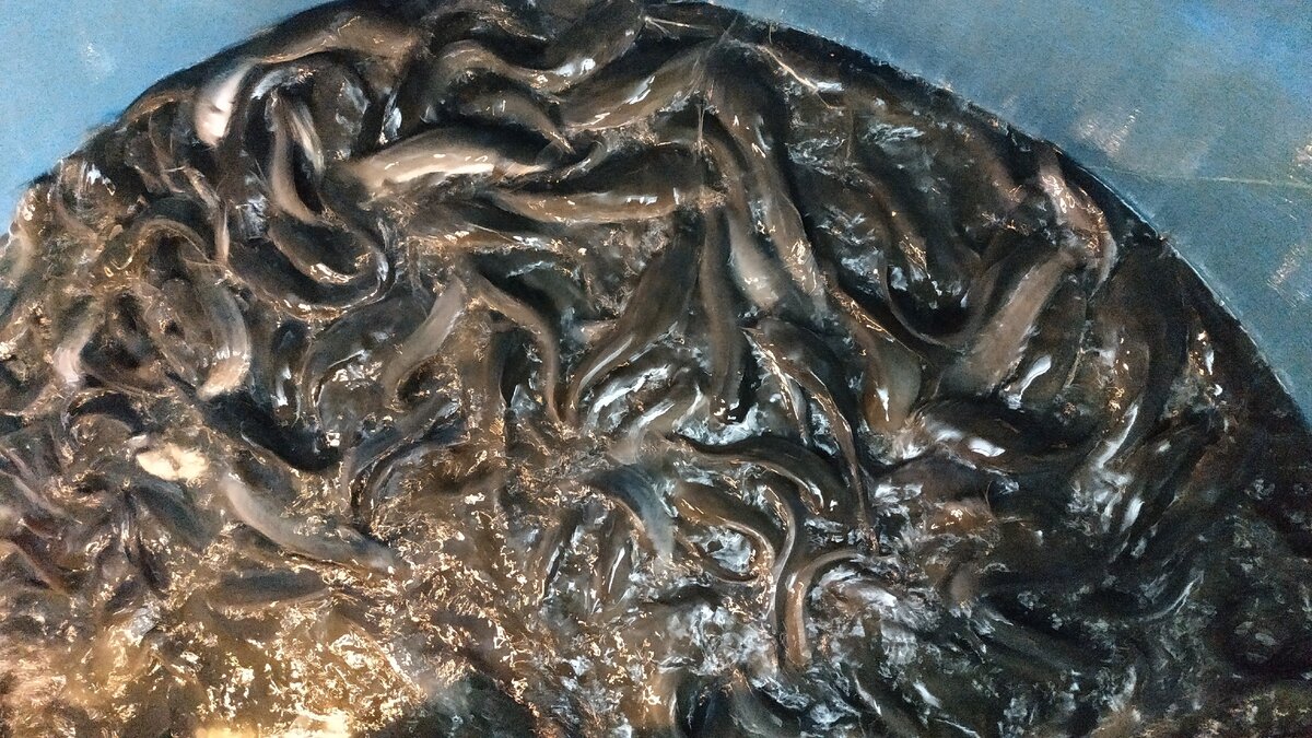 Клариевый сом. Возраст - 4 месяца.