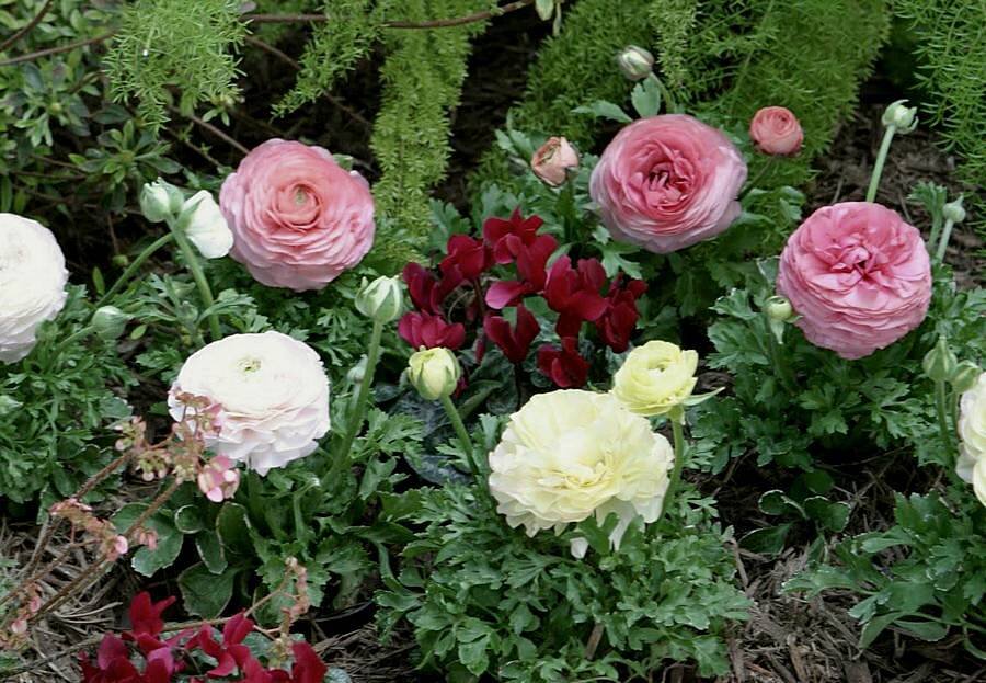 Ранункулюс (Ranunculus)  