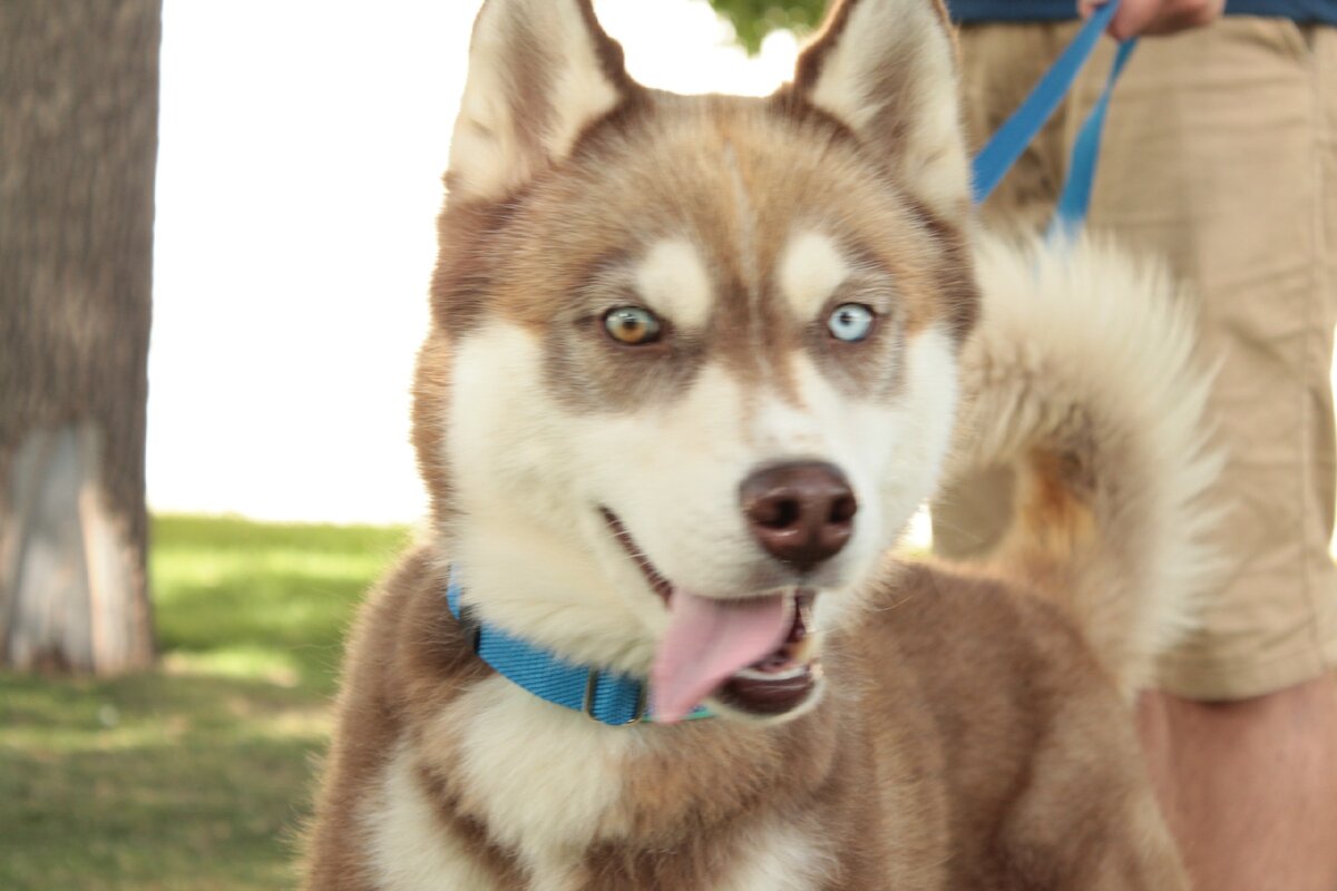 Моя пушистая скотина