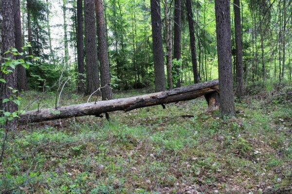 Поваленное дерево в лесу