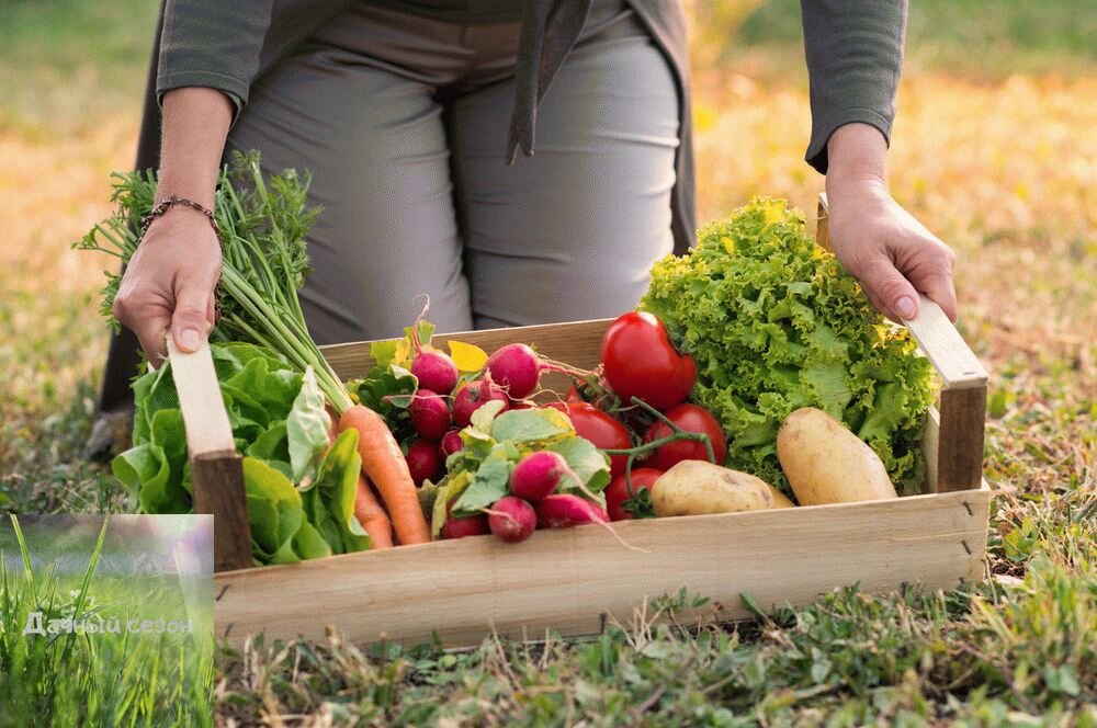Надеюсь, каждый в этом году смог собрать такое лукошко