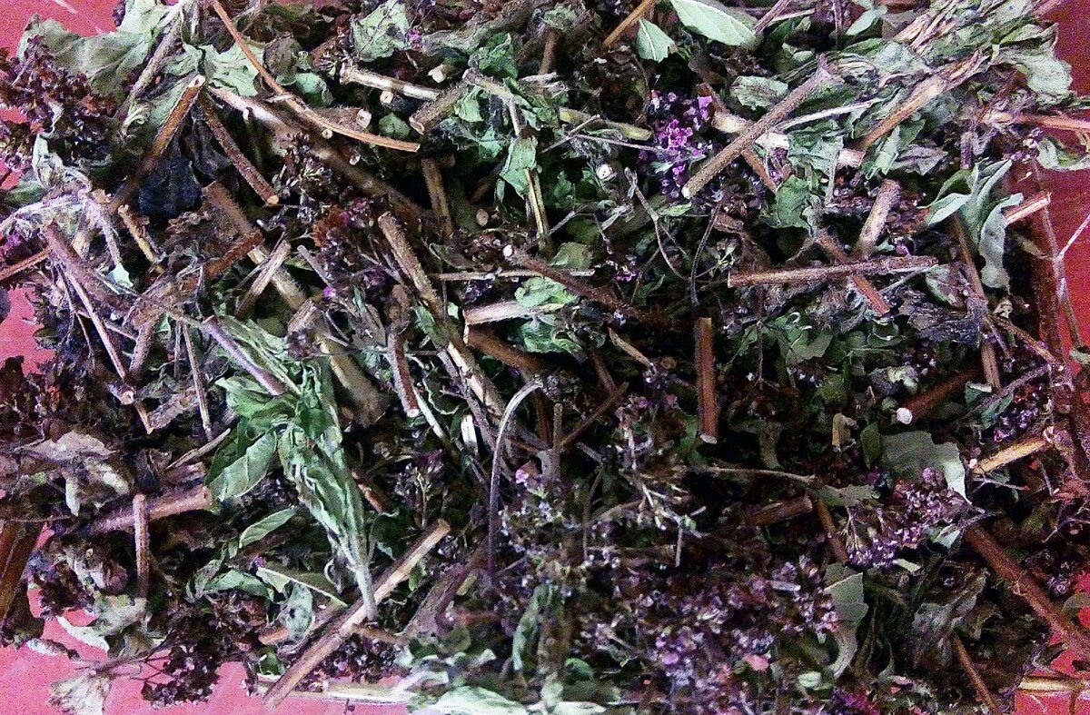 Сушеная трава душица.