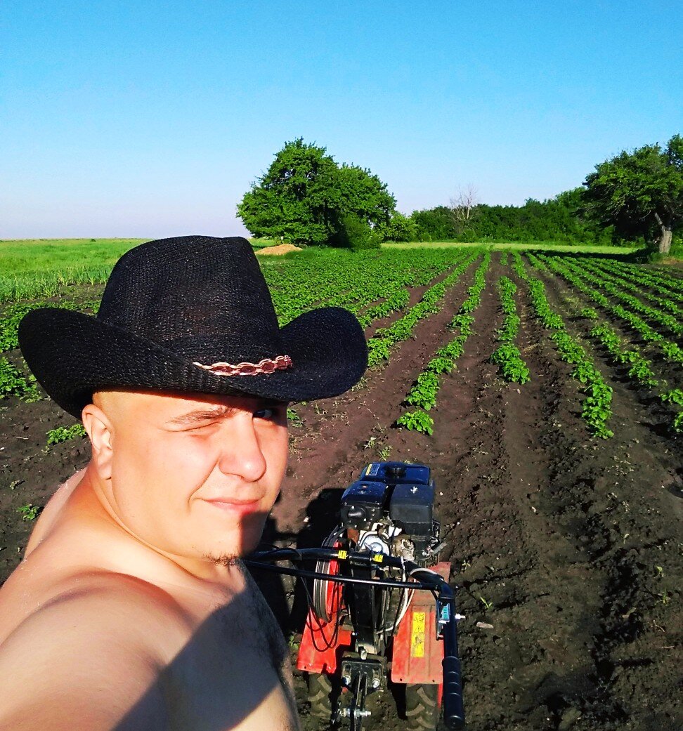 20 соток картофеля (от посадки до сбора урожая)