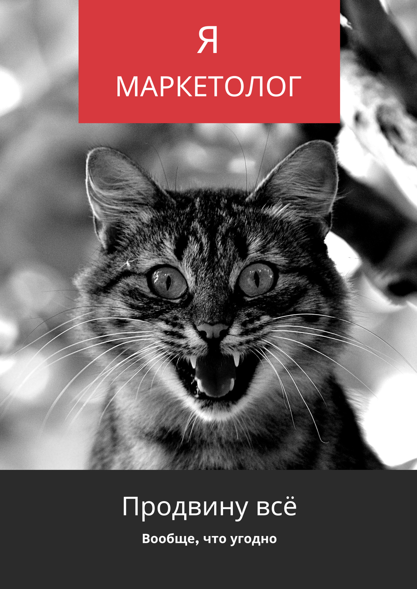 Кошка сама в шоке